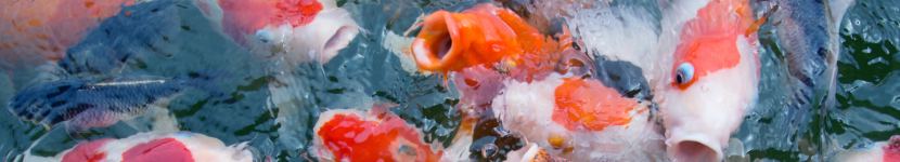 Welk voer moet ik mijn koi geven?