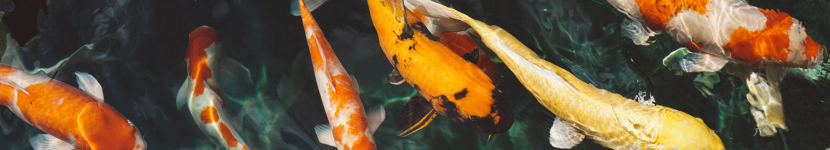 Wat te doen als mijn koi herpes heeft?